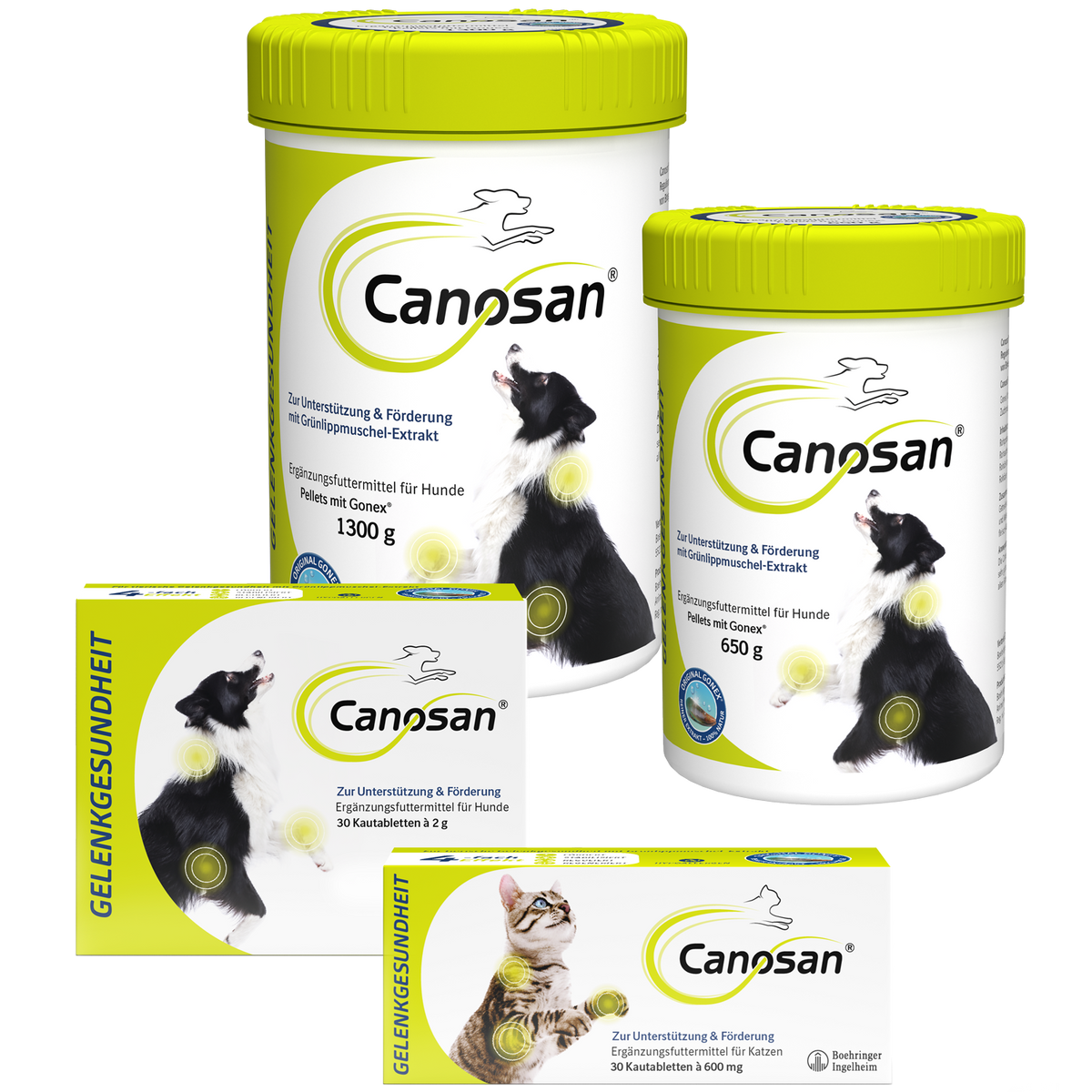 Canosan Hund mit Gonex von Boehringer Ingelheim